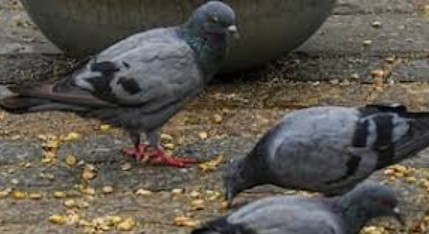 Generic placeholder image