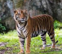 Generic placeholder image