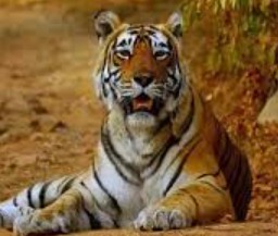 Generic placeholder image