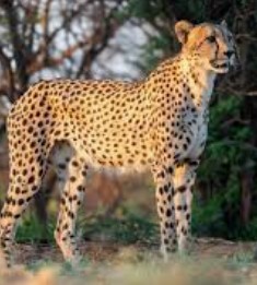 Generic placeholder image